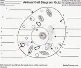 Cell Animal Diagram Quiz Coloring Worksheet Printable Worksheets Label Cells Pages Kids Blank Unlabeled Parts Wiring Labels Anatomy Adults Science sketch template