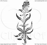 Hyssop Herbal Woodcut Plant Picsburg sketch template