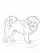 Coloring Labradoodle Mastiff Pages English Tibetan Printable Getcolorings Getdrawings Drawings Colorings sketch template