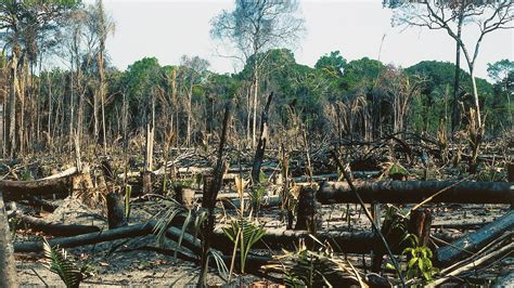 deforestation primary forest losses impact climate change carmen