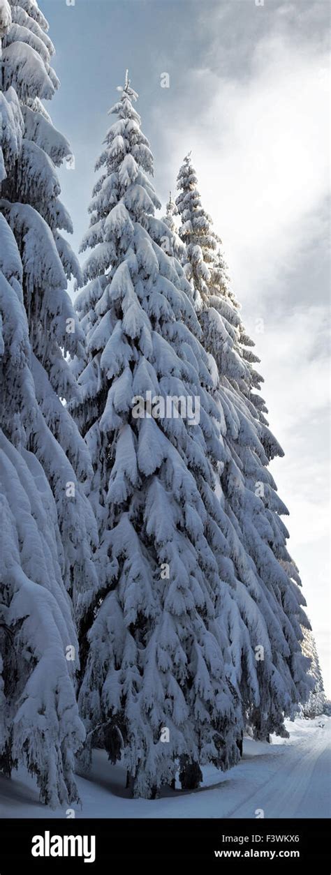 winter time stock photo royalty  image  alamy