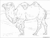 Camel Coloring Bactrian Pages Camels Realistic Color sketch template