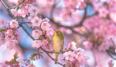 poesie sulla primavera  celebrarne la bellezza
