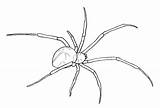 Spinnen Widow Zeichnen Spinne Tiere Araña Kunst Skizzen Flash Bocetos Spinnennetz Sketches Drawcentral sketch template