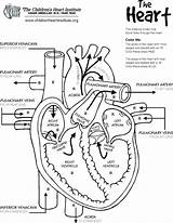 Heart Anatomy Coloring Pages Drawing Labels Simple Lungs Physiology Anatomical Human Diagram Printable Template Body Print Color Templates Blood Getdrawings sketch template