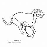 Running Irish Wolfhound Dog Coloring Color Pages Line sketch template