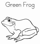 Coloring Frog Pages Green Color Printable Cycle Life Tree Print Adult Red Cute Colorear Para Frogs Az Getcolorings Clipartbest Getdrawings sketch template