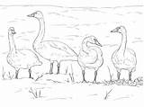Coloring Swan Trumpeter Swans Loyalty Symbol Animals Also Beautiful sketch template