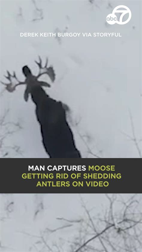 drone captures rare moment moose sheds antlers  forest unmanned aerial vehicle lottery