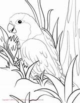 Coloring Parrotlet Dodo Parrots sketch template