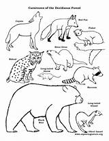 Coloring Forest Carnivores Pages Deciduous Food Chain Web Animal Drawing Printable Tundra Temperate Worksheets Printables Animals Exploringnature Fence Drawings Color sketch template