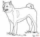 Akita Inu Cachorro Cachorros Honden Hond sketch template