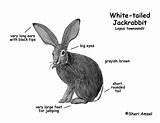 Jackrabbit Diagram Tailed Color Coloring Whitetail Res Hi Exploringnature sketch template
