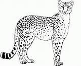 Cheetah Everfreecoloring sketch template