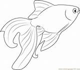 Coloring Goldfish Beautiful Pages Fish Coloringpages101 sketch template