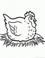 Hen Coloring Pages Animal Print sketch template