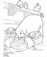 Coloring Pigs Pages Popular Farm Printable sketch template