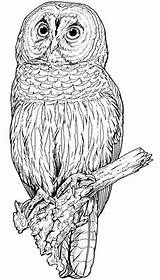 Coloring Pages Owl Animals Books Nature Printable Backyard Adults Sheets Drawings Hubpages Colorful Wood Bird Burning Drawing Clip Pyrography Adult sketch template