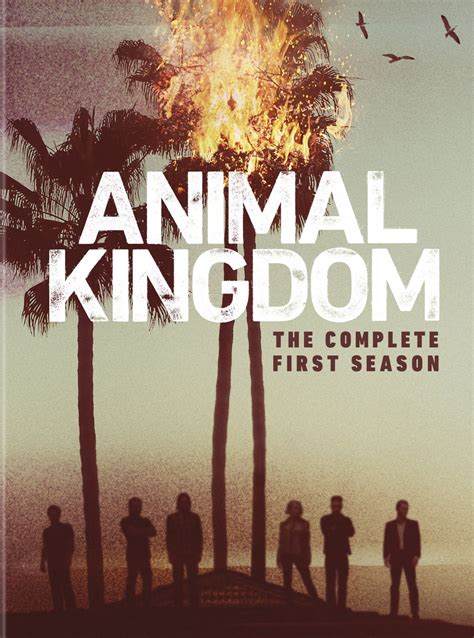 buy animal kingdom  complete  season dvd