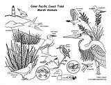 Marsh Coloring Tidal Pacific Coast Nature sketch template