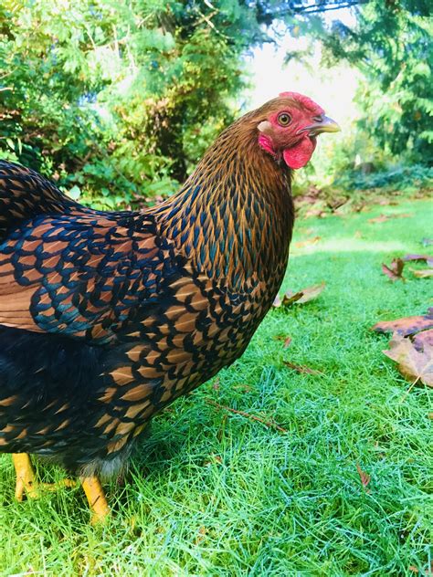 gold lace wyandotte backyard chickens learn   raise chickens