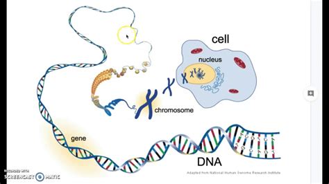 Cell Nucleus Chromosome Gene Dna