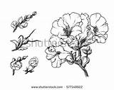 Snapdragons Coloring 66kb 358px Drawings sketch template