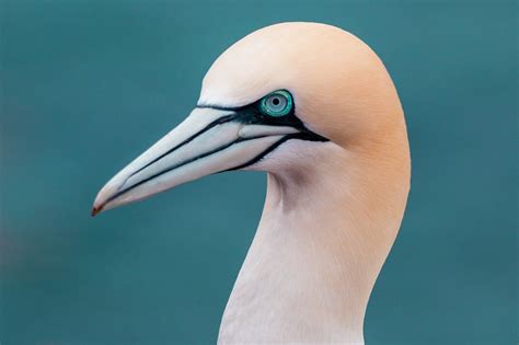 northern gannet facts critterfacts