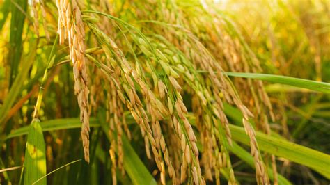 major threat  rice crops  gaining resilience