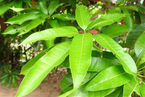 mango leaves  diabetes control