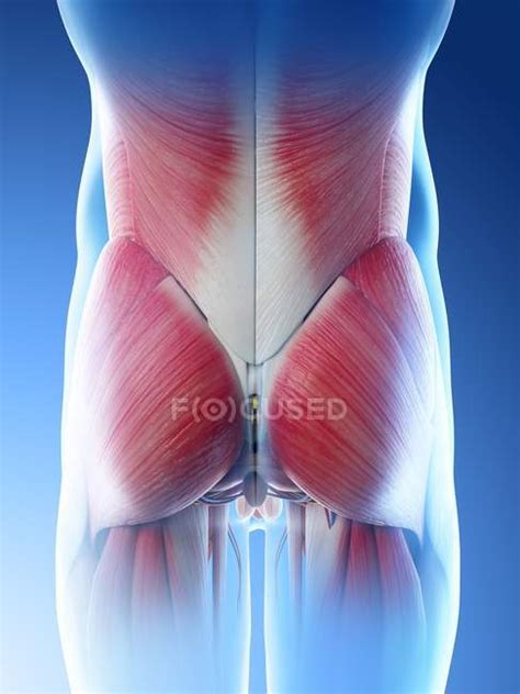 Male Hips And Buttocks Muscles Computer Illustration — Digital