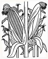 Corn Coloring Field Clipart Drawing Indian Cornstalk Stalk Stalks Plant Pages Cornfield Clip Line Template Color Kids Google Book Library sketch template