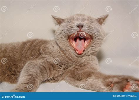 cat  open mouth stock image image  humor kitten