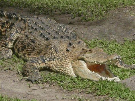 saltwater crocodile  biggest animals kingdom