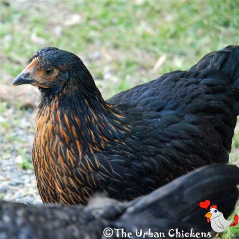 the urban chickens trick or treat black sex link chicken 10 weeks old black sex link
