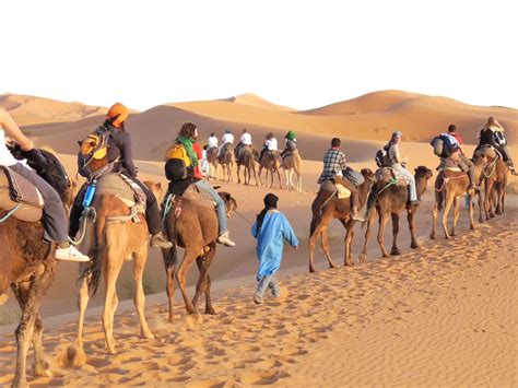 group  people riding   backs  camels