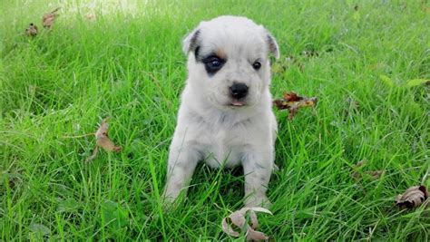 special care tips  blue heeler puppies