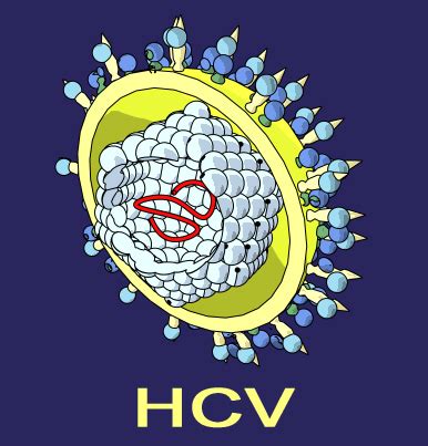hcv trivia hepatitis  virus hcv