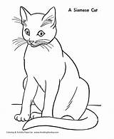 Cat Coloring Pages Honkingdonkey Siamese Kids Printable sketch template