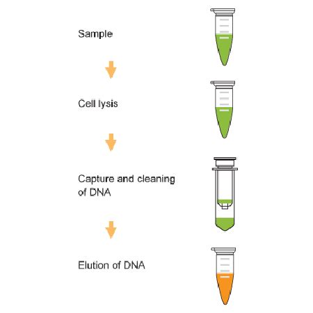 ampixtract blood  cultured cell dna extraction kit enz gen
