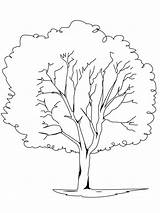 Baum Ausmalbild Malvorlagen Drucken Ausdrucken Ausmalbilder sketch template