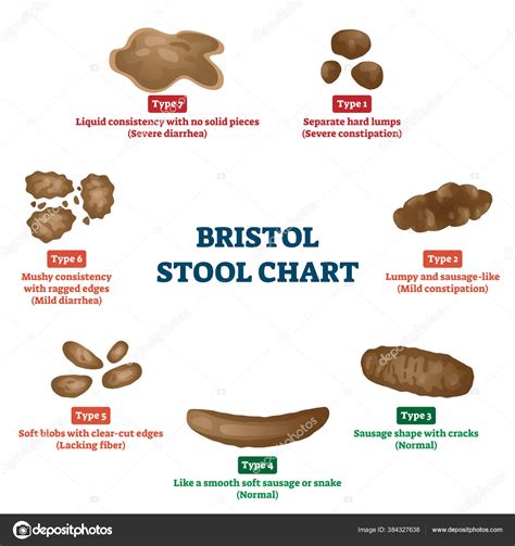bristol stool chart tool  faeces type classification vector illustration stock vector image