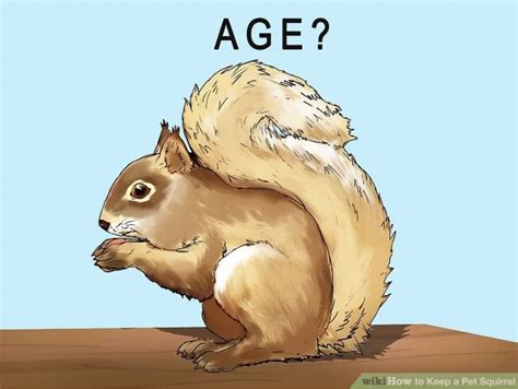 how to determine if that sexy squirrel in the park is legal