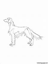 Springer Spaniel Coloring Pages Cocker Getcolorings Welsh sketch template