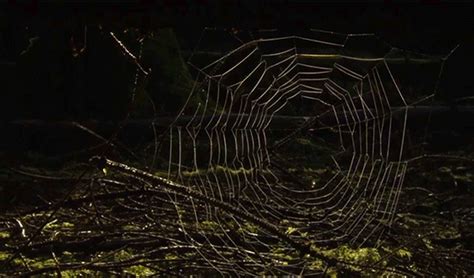 cool animated spider gif