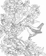 Coloring Carolina Wren South Pages Bird State Flower Printable Jessamine Yellow Birds Colouring Adult Printables Supercoloring Animals Color Alabama Fun sketch template