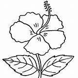 Coloring Hibiscus Flower Popular sketch template
