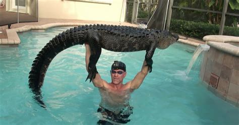florida trapper plays with gator until it tires pulls it from pool