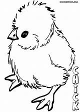 Chick Coloring Pages Chick3 sketch template