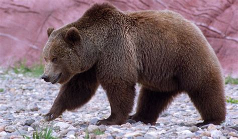 grizzly bear key facts information pictures